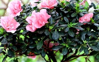 北方如何養(yǎng)好杜鵑花，首先一定要使用松軟肥厚的土壤
