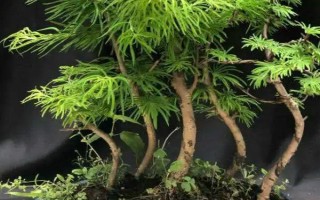 金錢松的養(yǎng)殖注意事項(xiàng)，要每隔2-3年換1次盆