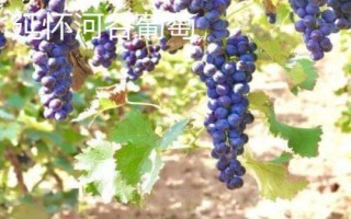 北京市延慶縣的特產(chǎn)，包括延慶杏、延慶國光蘋果、燕山板栗等種類