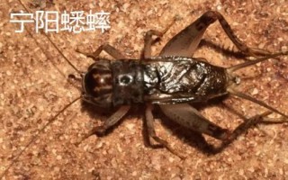 山東寧陽縣的特產(chǎn)，氣候四季分明