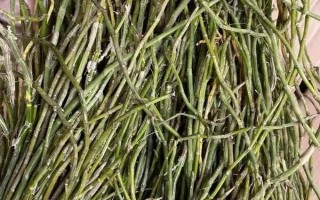 如何在家種植石斛，把枝條插入土中并澆水覆土