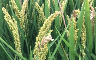 科優(yōu)8440水稻種子特點，一般6月18～22日播種