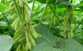 蘇新6號大豆品種簡介，每畝定植1.6萬株左右