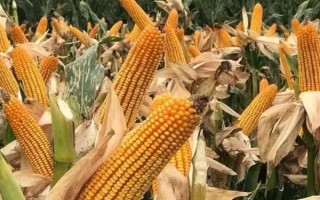 筑甜糯1號（區(qū)試名稱：筑甜糯1328）玉米種子特點，畝種植密度3500株左右