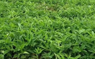 半夏種子的價格與種植技術(shù)，市場售價一斤大約需要35-50元左右
