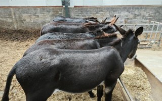 養(yǎng)驢的成本和利潤，1頭驢的總成本為5400元左右