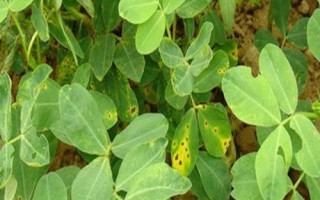 花生中后期常見的四種病害及防治方法，不同病害的防治方法不同