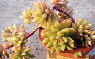 黃麗的栽培技術(shù)，生長(zhǎng)適溫為15-28℃左右