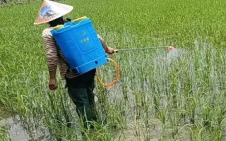 變異稗草用什么除草劑，可選異丙甲草胺、丁草胺、乙草胺等