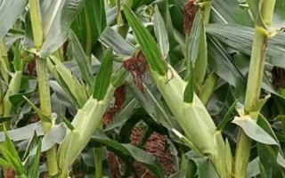 耘白玉28玉米品種簡(jiǎn)介，注意防治病蟲害