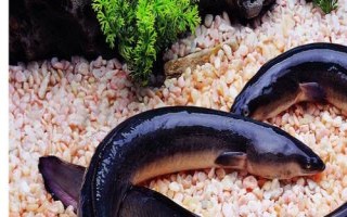黑鰻魚和黃鰻魚的區(qū)別，顏色存在明顯差異