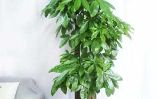 招財(cái)樹(shù)怎樣養(yǎng)，適宜生長(zhǎng)溫度為18-28℃