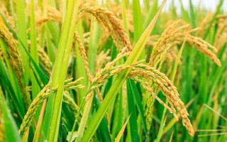 深優(yōu)9586水稻種子特征特性，每畝有效穗18萬穗
