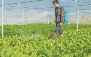 蔬菜田如何施用草甘膦，嚴禁使藥液接觸蔬菜等作物以防藥害
