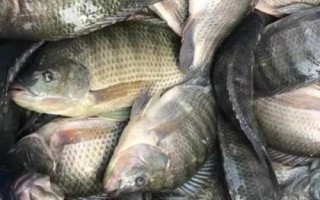 羅非魚是不是福壽魚，別稱福壽魚、吳郭魚