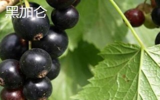 黑加侖和藍莓有什么區(qū)別，黑加侖的顏色接近黑色、藍莓通常呈藍色