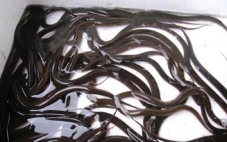 養(yǎng)殖黃鱔的要點，每隔5-7天要換1次水
