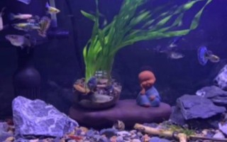 魚入缸幾天放硝化細(xì)菌，先養(yǎng)水再放魚