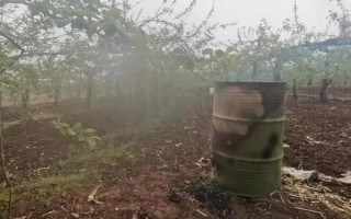 梨樹(shù)開(kāi)花時(shí)節(jié)的管理方法，花期噴硼能提高梨樹(shù)的坐果率