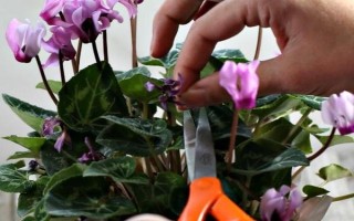 仙客來花落后如何處理，要對(duì)其進(jìn)行修剪
