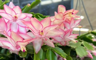哪些花卉在正月開放，有梅花、水仙花、蟹爪蘭等品種