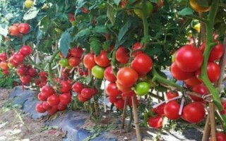 番茄空心的原因，品種、受精不良或溫度過高等均會(huì)導(dǎo)致