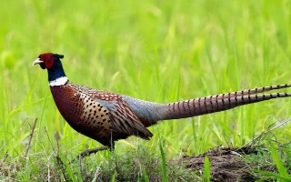 野雞喜歡吃什么，喜歡吃各種昆蟲、谷類、豆類等