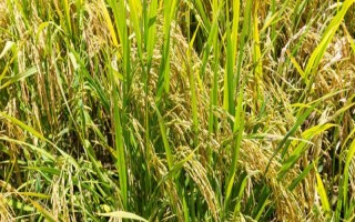 博優(yōu)2318水稻品種的特性，注意防治白葉枯病