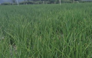 紅蔥的種植方法，將鱗莖插入土壤、讓生長點露出土面即可