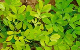 花生苗發(fā)黃的原因，可能是養(yǎng)分不足或水分不足等導(dǎo)致