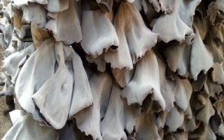 白背木耳和一般木耳有何區(qū)別，二者各有特點(diǎn)