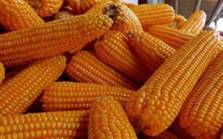 碩玉181玉米品種簡介，平均生育期104.0天