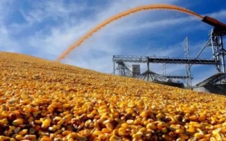 群策518玉米品種的特性，畝植密度以3000株左右為宜