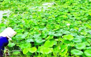 春季拱棚種藕技術(shù)，應(yīng)選擇市場暢銷的早熟品種作為栽培品種