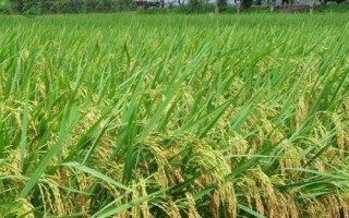 泰香優(yōu)5318水稻種子特點(diǎn)，秧田畝播種量5千克
