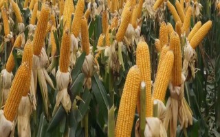 魯單2318玉米種子特征特性，適宜密度為每畝4500株左右