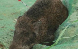 野豬害怕的東西和驅(qū)趕方法，害怕其它猛獸和強光