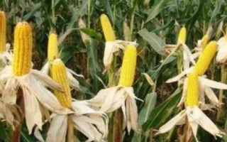 Q2085玉米種子特點，密度4500—5000株/畝