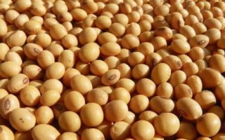 綏農(nóng)47大豆品種簡介，選擇中上等肥力地塊種植