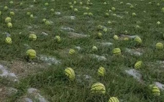 寧夏硒砂瓜為啥不讓種，隨著種植年限的增長會(huì)讓土壤的水肥快速流失