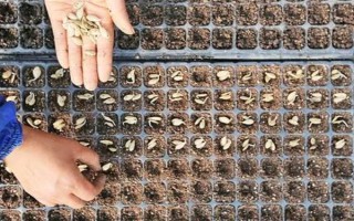 有機(jī)蔬菜種子怎么浸種催芽，用溫水浸泡后再放入容器中并覆蓋濕毛巾