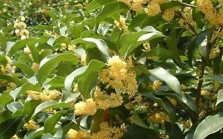 桂花怎么快速繁殖，通常采用播種繁殖、嫁接繁殖、扦插繁殖、壓條繁殖