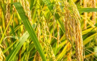 內(nèi)10優(yōu)702水稻品種的特性，3月下旬至4月上旬播種