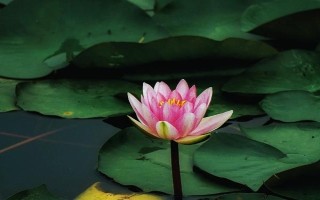 睡蓮和荷花的區(qū)別是什么，葉子、花朵和屬性均不同