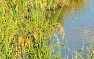 盛泰優(yōu)018水稻品種簡介，6月18～20日播種