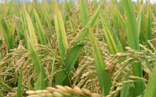 坤兩優(yōu)1號水稻種簡介，每畝有效穗數(shù)15.3萬