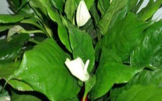 萬年青開花的寓意，象征吉祥如意、即將迎來好運