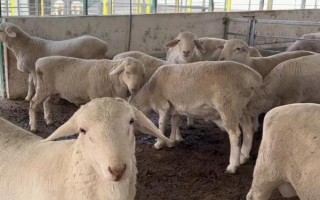 種公羊的飼養(yǎng)管理方法，主要以放牧以及舍飼共同進行