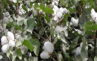 岡雜棉10號棉花品種簡介，二代棉鈴蟲一般不需防治