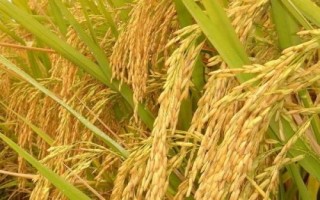 噸兩優(yōu)900水稻品種的特性，每畝秧田播種量10千克左右